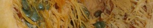 cropped-11180016.jpg